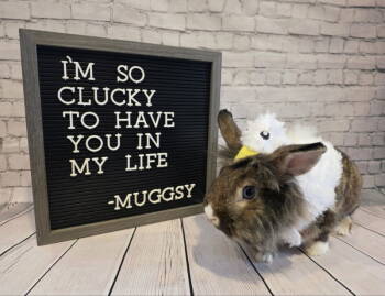 Rescue Lionhead Rabbits for Adoption in Columbus, Ohio - Muggsy | PetCurious