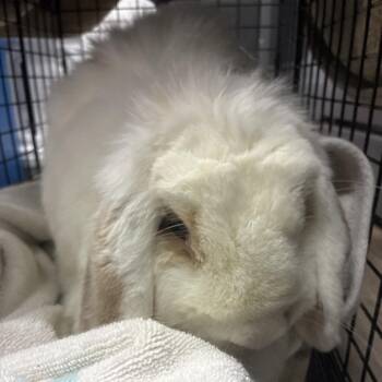 Dandelion -  Mini Lop Rabbit for Adoption in Pasadena, California - Dandelion | PetCurious