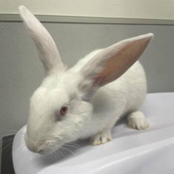 New Zealand Rabbits Available for Adoption in Tampa, Florida - Flopsy | PetCurious