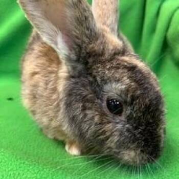 Bunny Rabbit Rabbits Available for Adoption in Fort Worth, Texas - Collins | PetCurious