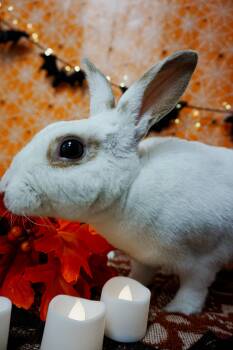 Rex -  Rex Rabbit for Adoption in Long Beach, California - Rex | PetCurious