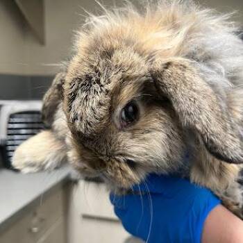 Bunny Rabbit Rabbits Available for Adoption in Las Vegas, Nevada - MORRISSEY | PetCurious
