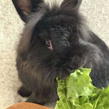 Crockett -  Lionhead Rabbit for Adoption in Saint Charles, Missouri - Crockett | PetCurious