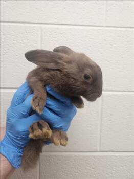 SMITH ISLAND CAKE -  Bunny Rabbit Rabbit for Adoption in Derwood, Maryland - SMITH ISLAND CAKE | PetCurious