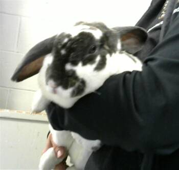 Mini Rex Rabbits Available for Adoption in Peoria, Illinois - CINDY | PetCurious