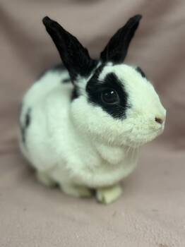 Oracle -  English Spot Rabbit for Adoption in Edinburg, Pennsylvania - Oracle | PetCurious