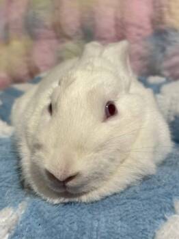 Rescue New Zealand Rabbits for Adoption in Saint Charles, Missouri - Sundance | PetCurious