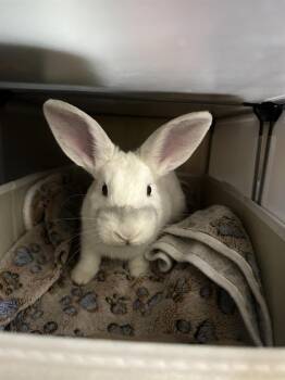 New Zealand Rabbits Available for Adoption - Minccino | PetCurious