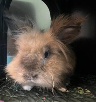 Biscuit -  Lionhead Rabbit for Adoption in Golden, Colorado - Biscuit | PetCurious