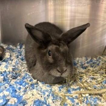 Rescue American Rabbits for Adoption in Phoenixville, Pennsylvania - Annabelle | PetCurious