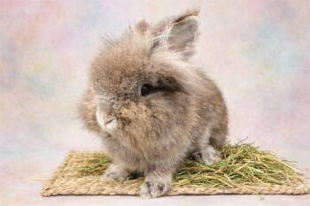 Bunny Rabbit Rabbits Available for Adoption - PEPPER | PetCurious