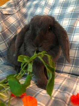 Quinn (potenitally bonded) -  Lop Eared Rabbit for Adoption in Westbrook, Maine - Quinn (potenitally Bonded) | PetCurious