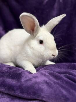 Rescue Dwarf Rabbits for Adoption in Edinburg, Pennsylvania - Noah: Video!! | PetCurious