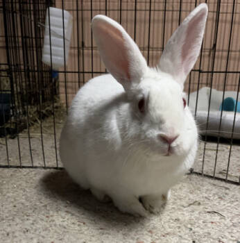 Rescue Bunny Rabbit Rabbits for Adoption in Kalamazoo, Michigan - Ruby Leger | PetCurious