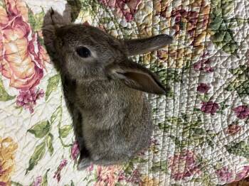 Rescue Bunny Rabbit Rabbits for Adoption in Westbrook, Maine - Tinker *bonded To Wheat* | PetCurious