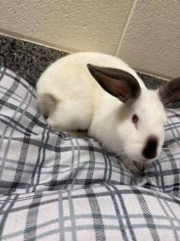 Hattie -  Bunny Rabbit and Californian Rabbit for Adoption in Westland, Michigan - Hattie | PetCurious