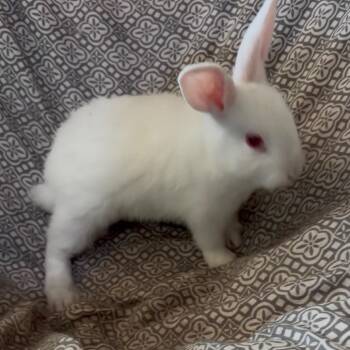Penelope -  Bunny Rabbit Rabbit for Adoption in Gansevoort, New York - Penelope | PetCurious