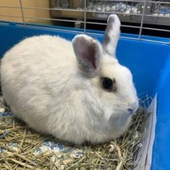 Rescue American Rabbits for Adoption in Phoenixville, Pennsylvania - Buffy | PetCurious