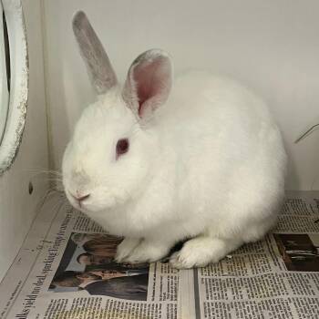 American Rabbits Available for Adoption in Manassas, Virginia - Alice (ID 51453/1583) | PetCurious