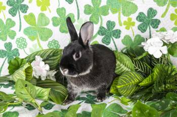Rescue Silver Marten Rabbits for Adoption in Ellington, Connecticut - Doc Martin | PetCurious
