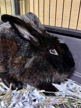 Betty Boop -  Bunny Rabbit Rabbit for Adoption in Wichita, Kansas - Betty Boop | PetCurious