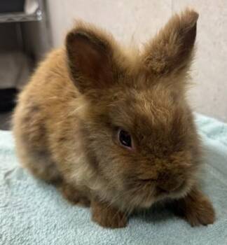Snow White -  Dwarf Rabbit for Adoption in Honolulu, Hawaii - Snow White | PetCurious