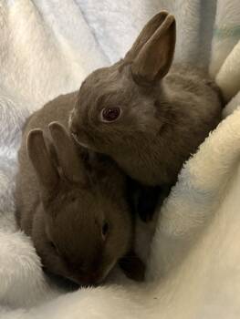 Polish Rabbits Available for Adoption in Mansfield, Connecticut - Pierogi And Pyza | PetCurious