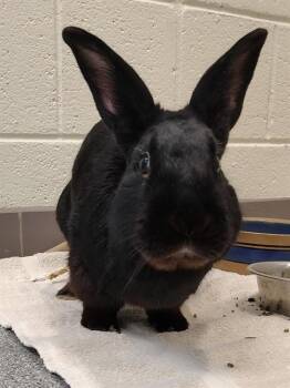 Bunny Rabbit Rabbits Available for Adoption - TIMMY | PetCurious
