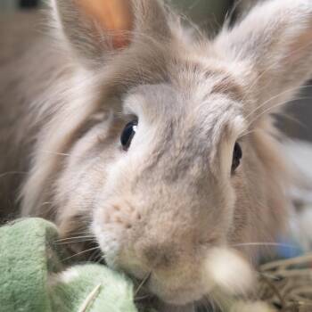 Zsa-Zsa -  Lionhead Rabbit for Adoption in Kennesaw, Georgia - Zsa-Zsa | PetCurious