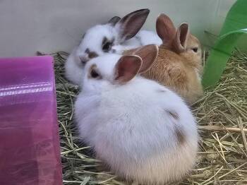Rescue Bunny Rabbit Rabbits for Adoption in Tustin, California - DUCHESS | PetCurious