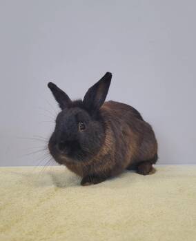 Bunny Rabbit Rabbits Available for Adoption in Delson, Quebec - Mowgly | PetCurious