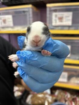 61270476 -  Bunny Rabbit Rabbit for Adoption in El Paso, Texas - 61270476 | PetCurious