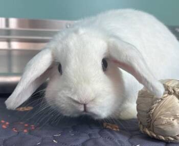 Yeti -  Holland Lop Rabbit for Adoption in Golden, Colorado - Yeti | PetCurious