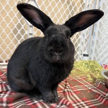 Benjamin -  Bunny Rabbit Rabbit for Adoption in West Milford, New Jersey - Benjamin | PetCurious