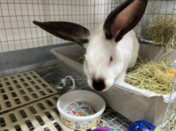 Saturn -  Californian Rabbit for Adoption in Pflugerville, Texas - Saturn | PetCurious