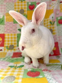 Cream -  Rex Rabbit for Adoption in Gainesville, Florida - Cream | PetCurious
