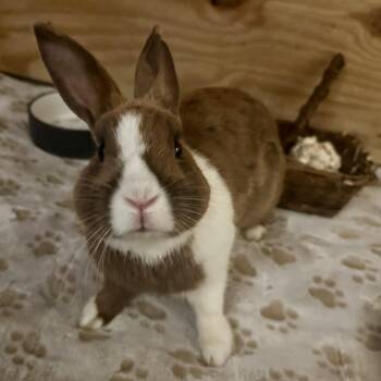Terry -  Dutch Rabbit for Adoption in Philadelphia, Pennsylvania - Terry | PetCurious