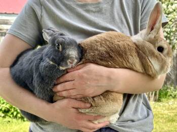 Stitch & Thimble -  Mini Rex Rabbit for Adoption in Gig Harbor, Washington - Stitch & Thimble | PetCurious