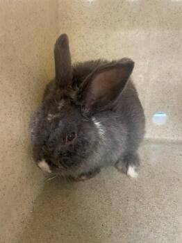 Netherland Dwarf Rabbits Available for Adoption in Tallahassee, Florida - PARSNIP | PetCurious