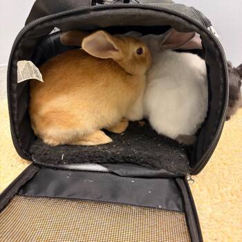 Bunny 6 -  New Zealand Rabbit for Adoption in Scituate, Massachusetts - Bunny 6 | PetCurious