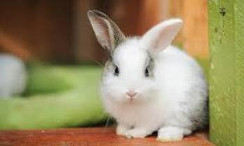 Bagle- NOT FOR ADOPTION- PROD TEST -  American Fuzzy Lop Rabbit for Adoption in Bettles, Alaska - Bagle- NOT FOR ADOPTION- PROD TEST | PetCurious
