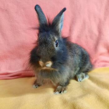Bun-Bun -  Lionhead Rabbit for Adoption in Montclair, California - Bun-Bun | PetCurious