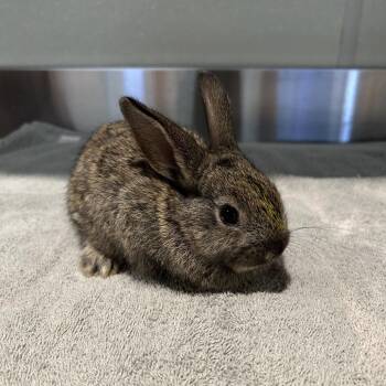 IVHS-Stray-138369 -  American Rabbit for Adoption in San Gabriel, California - IVHS-Stray-138369 | PetCurious