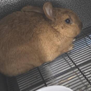 Cinnamon and American Sable Rabbits Available for Adoption in Evansville, Indiana - Phoebus | PetCurious