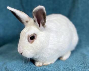 Rex and Hotot Rabbits Available for Adoption in Salinas, California - Anthony | PetCurious
