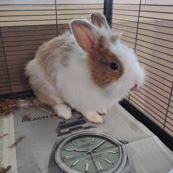 Lionhead Rabbits Available for Adoption in Livermore, California - Rolex | PetCurious