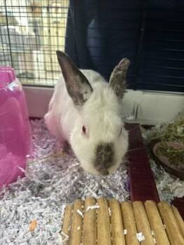 Oswald -  American Rabbit for Adoption in Manitowoc, Wisconsin - Oswald | PetCurious