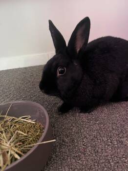 Uno -  New Zealand Rabbit for Adoption in Saint Charles, Missouri - Uno | PetCurious
