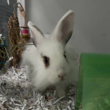 Snoodlepoof -  Lionhead Rabbit for Adoption in Hawthorne, California - Snoodlepoof | PetCurious