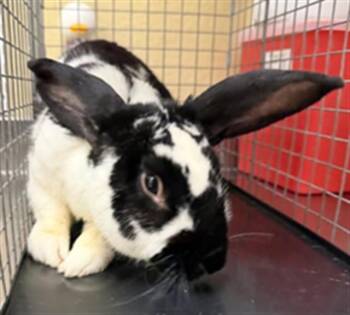 OREO -  Bunny Rabbit Rabbit for Adoption in Fort Myers, Florida - OREO | PetCurious